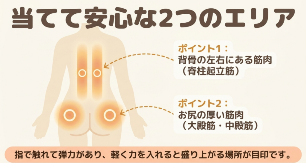 マッサージガンを当ててよい背骨の左右にある脊柱起立筋と、お尻の大殿筋・中殿筋を示した図